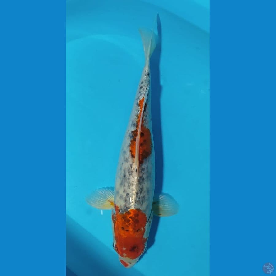 oya goshiki jumbo female