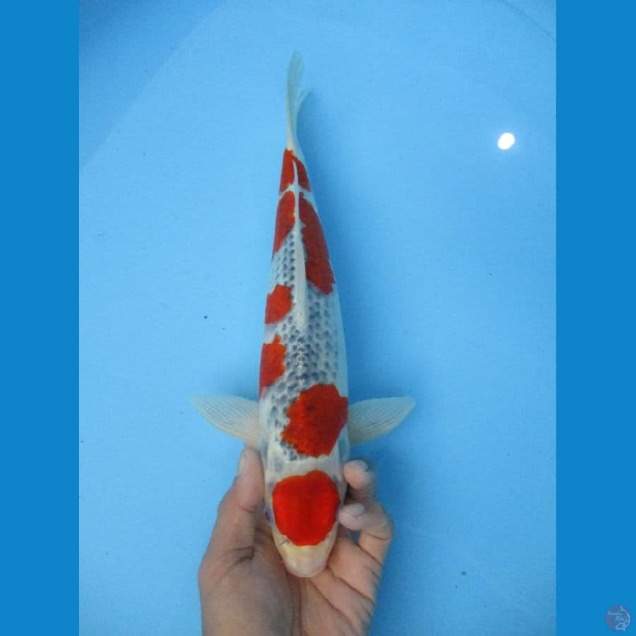 MKc koi grub