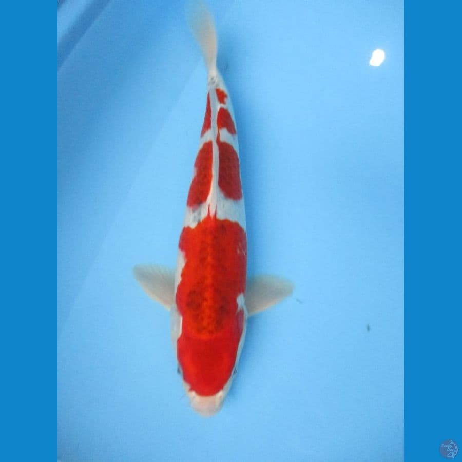 MKC KOI GRUB