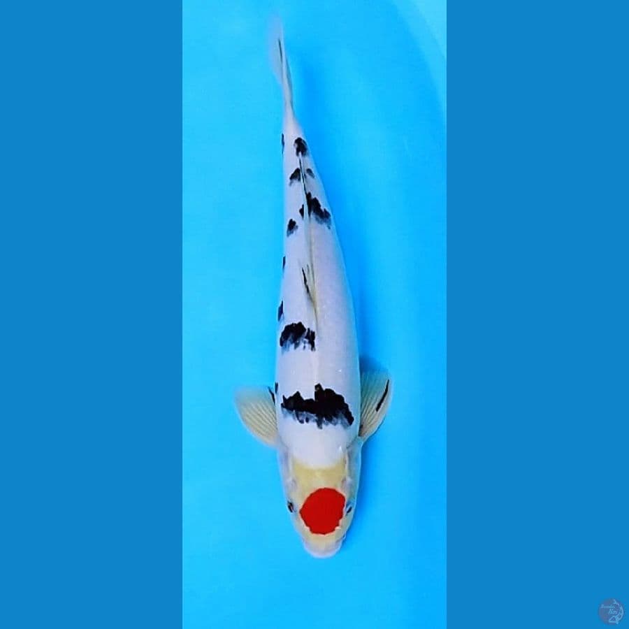 OriginaL.. Tc.Sanke..39cm/Male