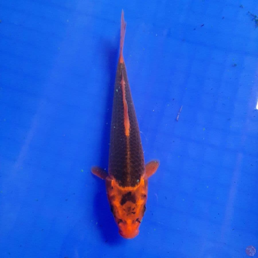 BISMILLAH aka matsuba 19 cm