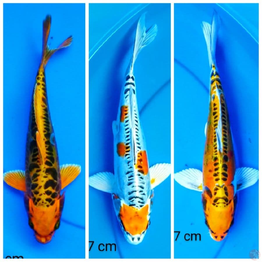 kiko 27 cm 3 ekor