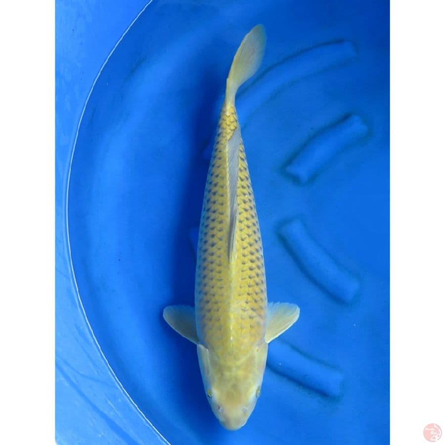 Jumbo Midorigoi - 65bu