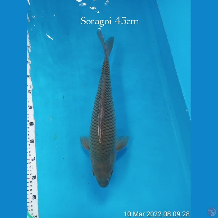 SORAGOI JUMBO 45cm