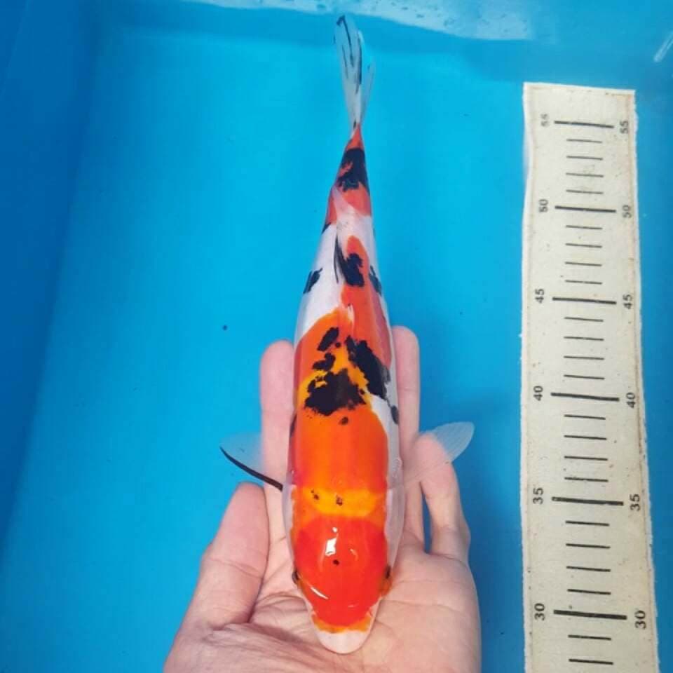 sanke maruten 30cm