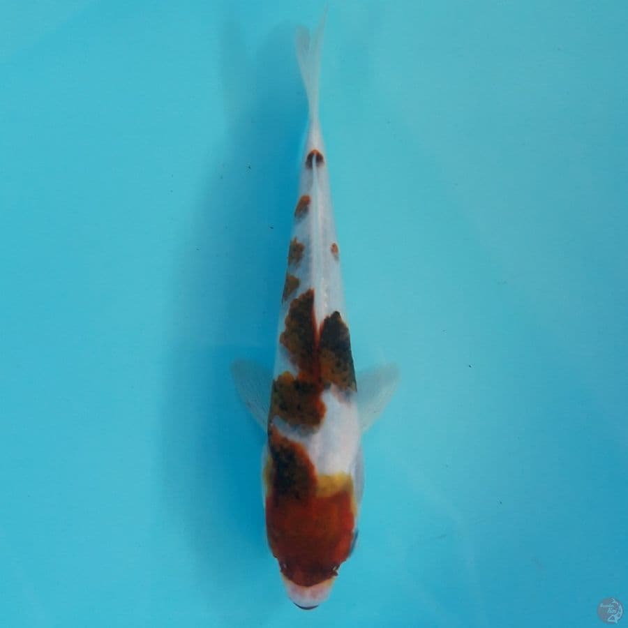 Budo Goromo Sashi 17cm