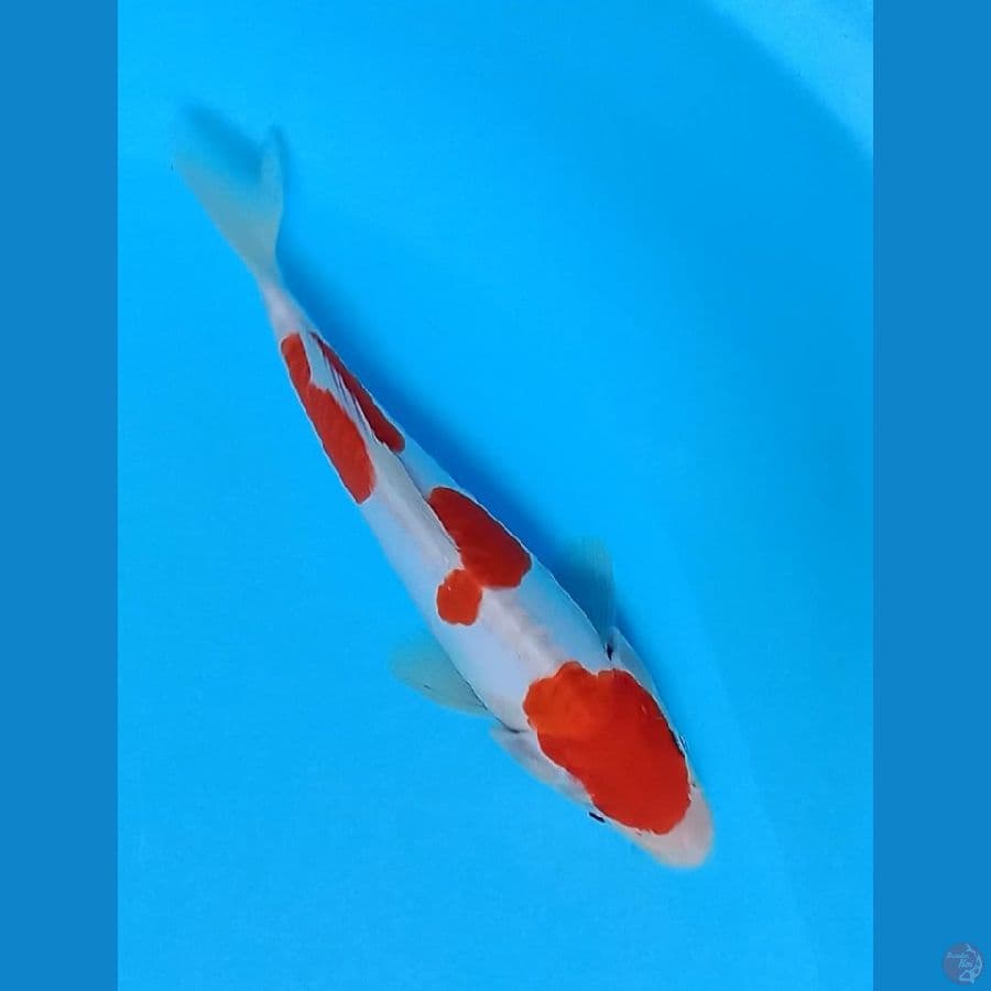 Kohaku Doitsu