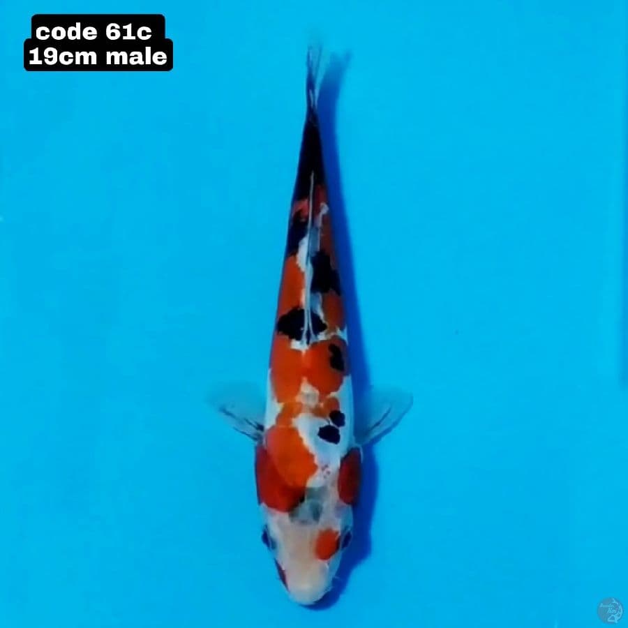 doitsu sanke 19cm male