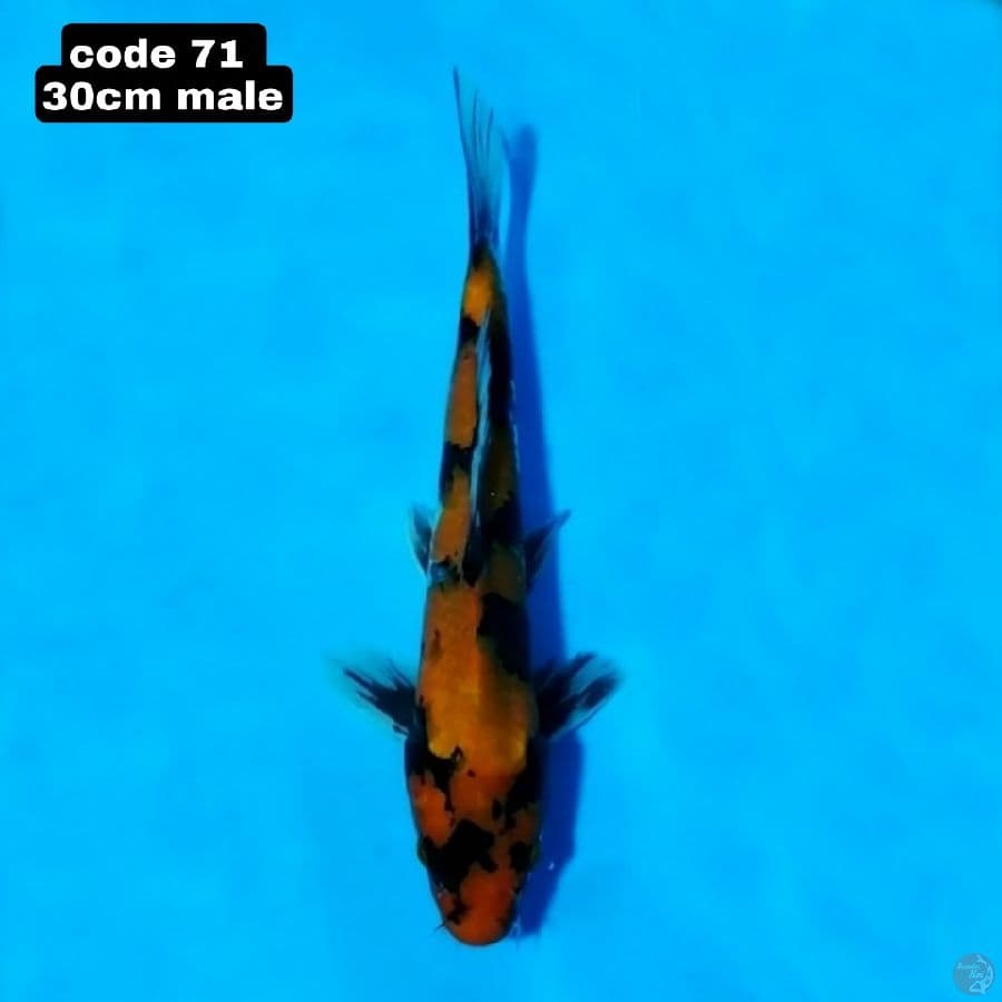 utsuri 30cm male