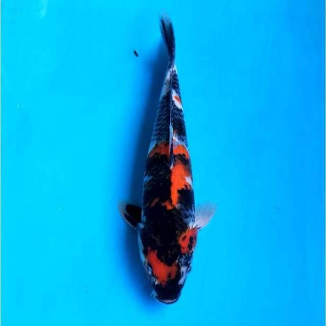 Showa Blacky