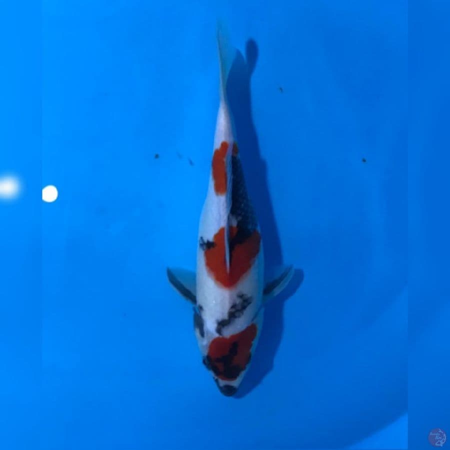 Kindai showa 27cm