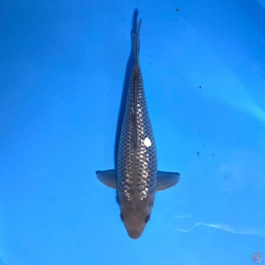 soragoi ginrin sq 27cm