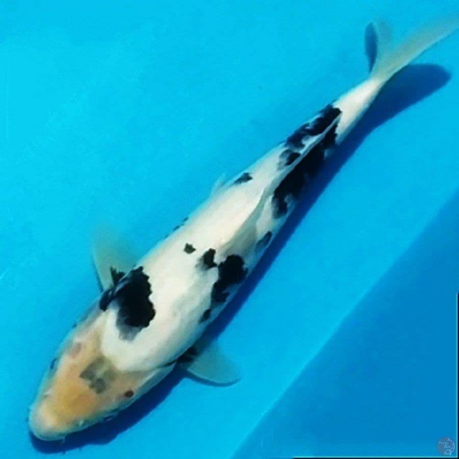 the shiro tategoi