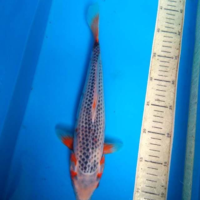 Asagi F1 35 cm