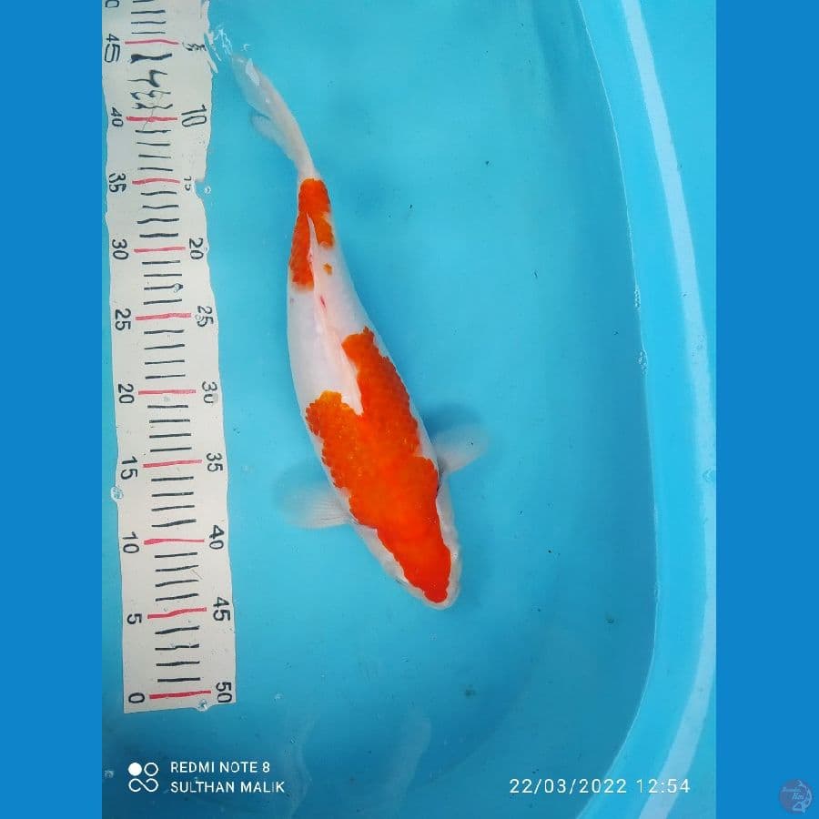 kohaku fm 39 cm