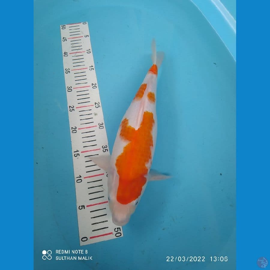kohaku ori 3step 39 cm fm