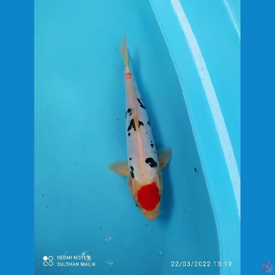 tanco sanke 28 cm
