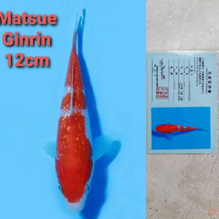 MATSUE GINRIN KOHAKU