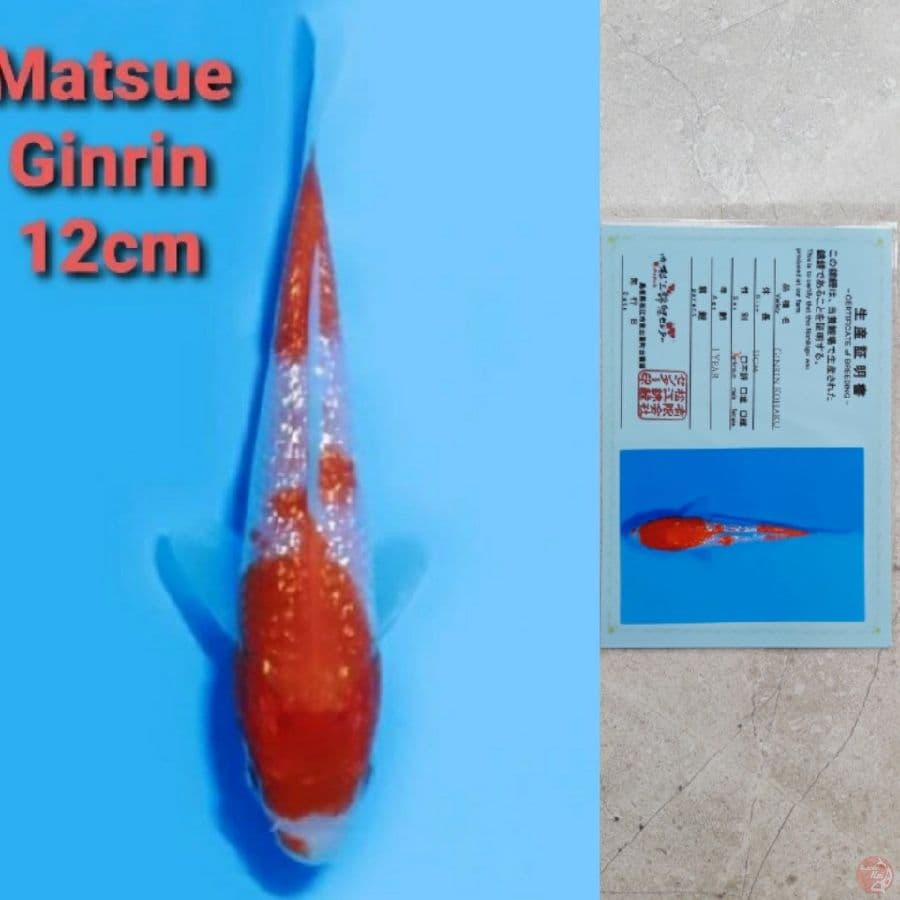 MATSUE GINRIN KOHAKU