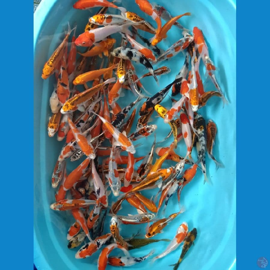 paket Mix 10-15cm