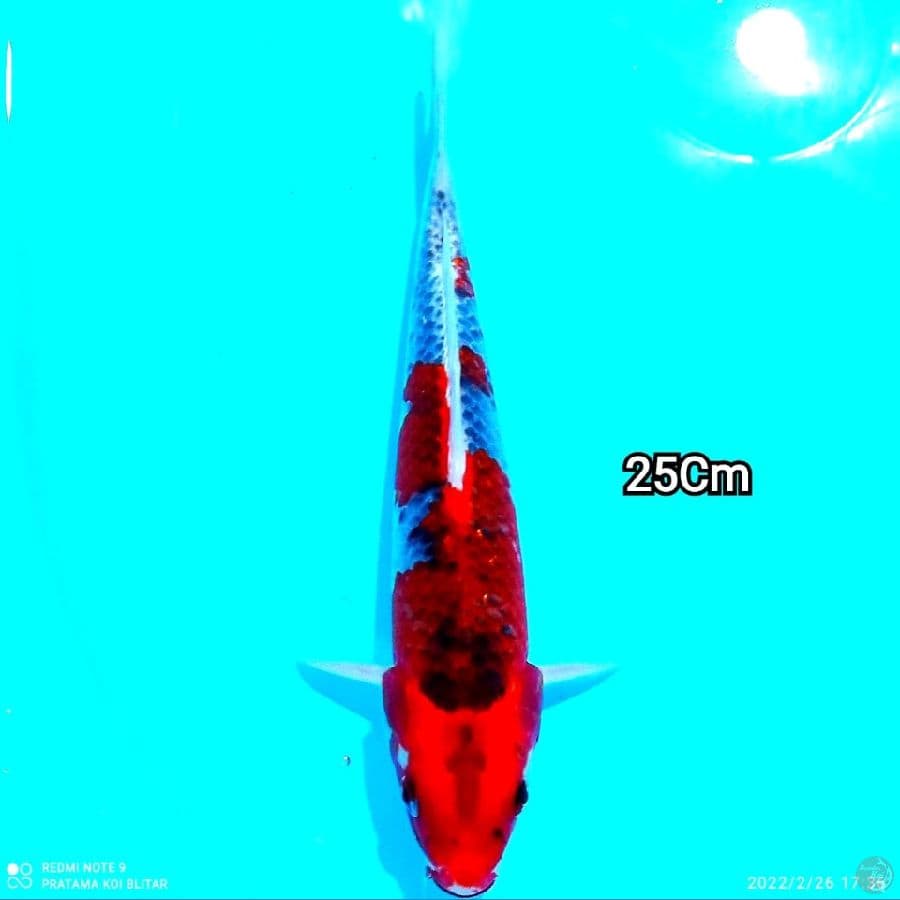 Goshiki 25Cm