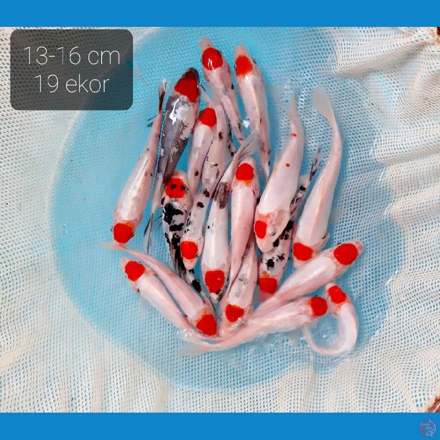 tancho mix 19 ekor 13-16 cm