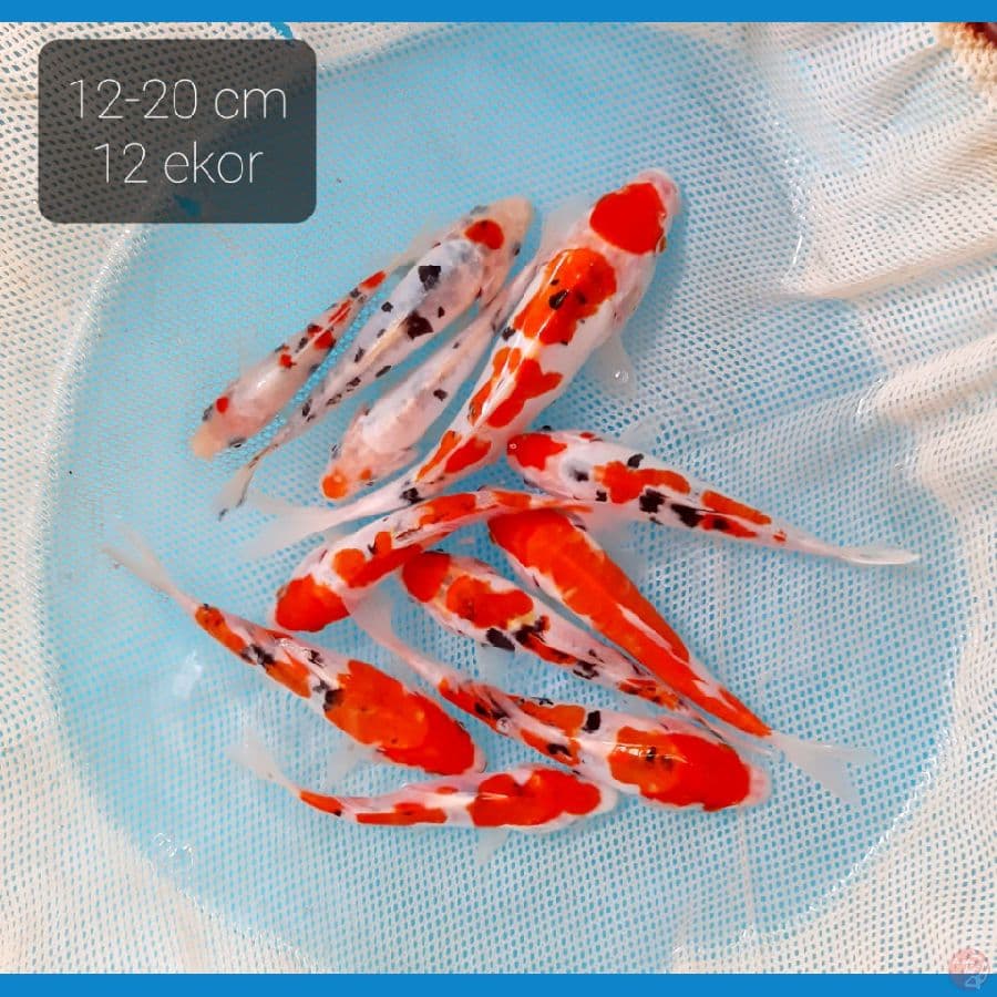 mix doit 12 ekor 12-20 cm