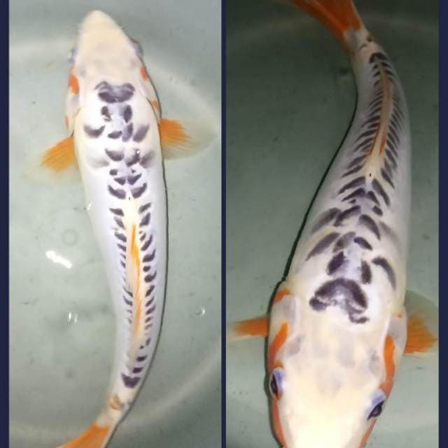Asagi koi Hq 35cm