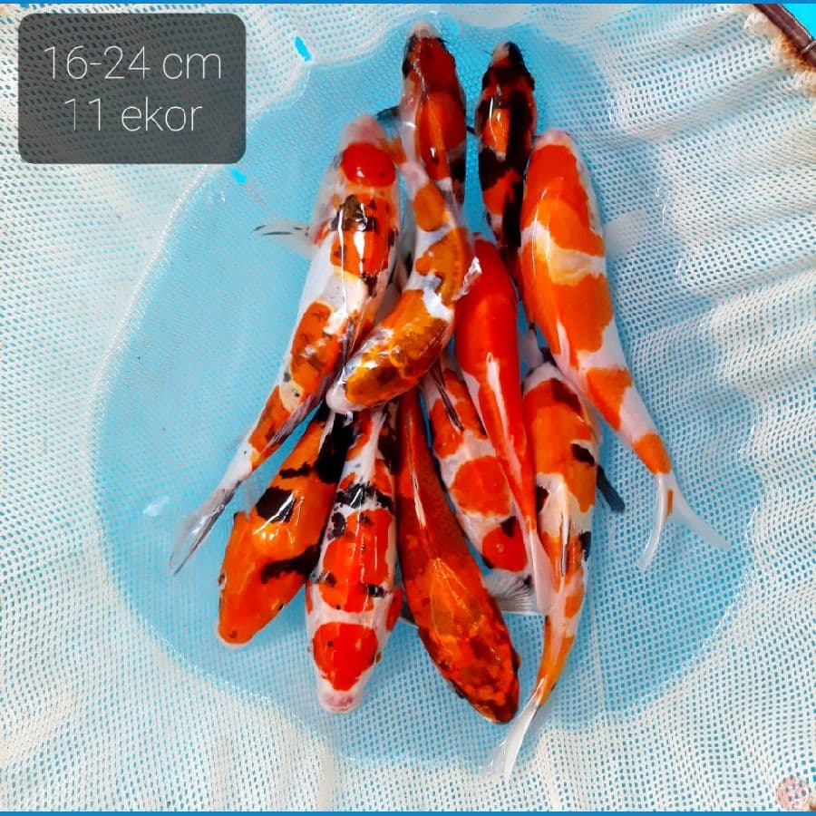 paket mix 11 ekor 15-24 cm