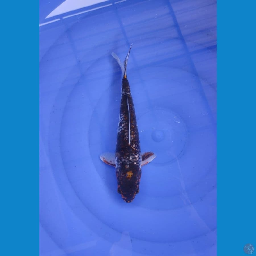 Ochiba Ginrin 30cm