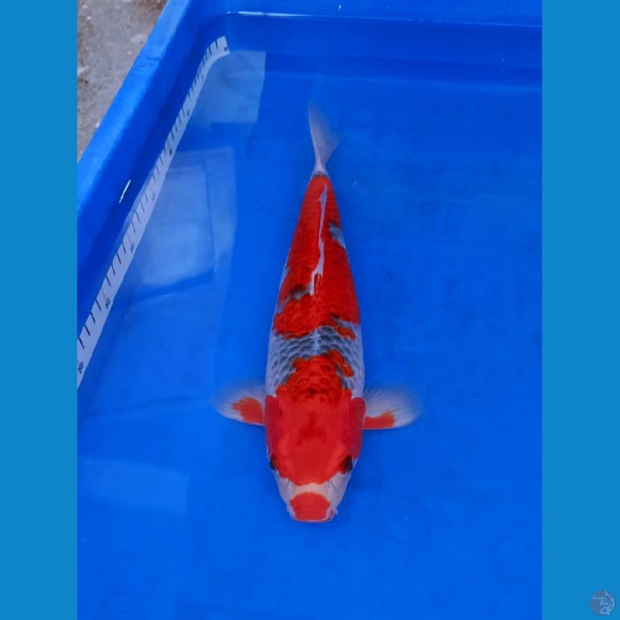 ghosiki red . Oryginal 35cm/f