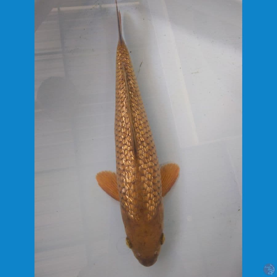 chagoi ginrin | 32cm