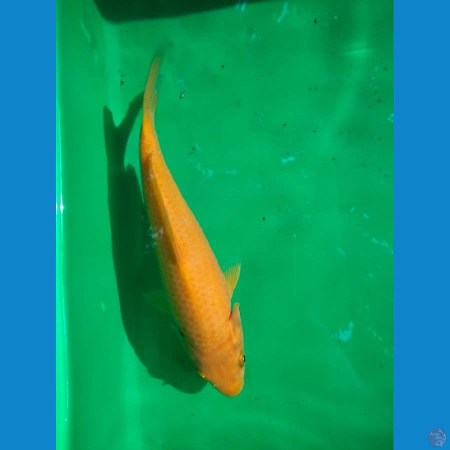 karashi mango 20bu