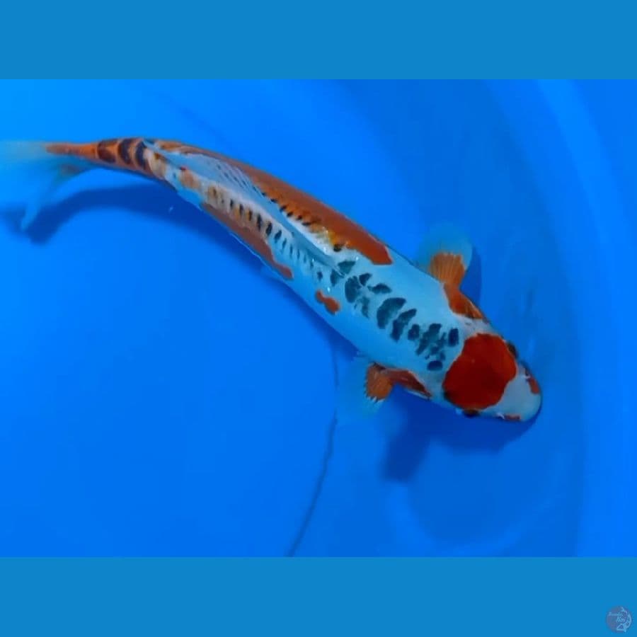 THANCHO HANA SHUSUI 32CM/F