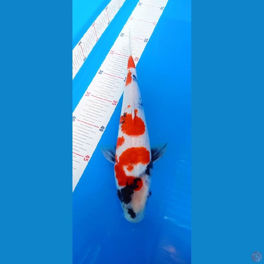 Kindai showa 30cm