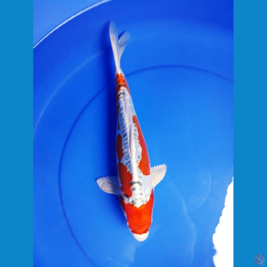 kiko superred 32cm