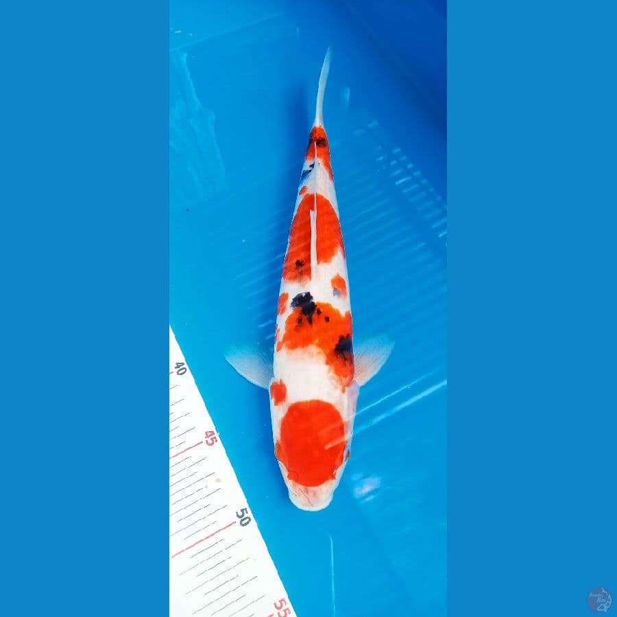 Maruten sanke 34cm jantan