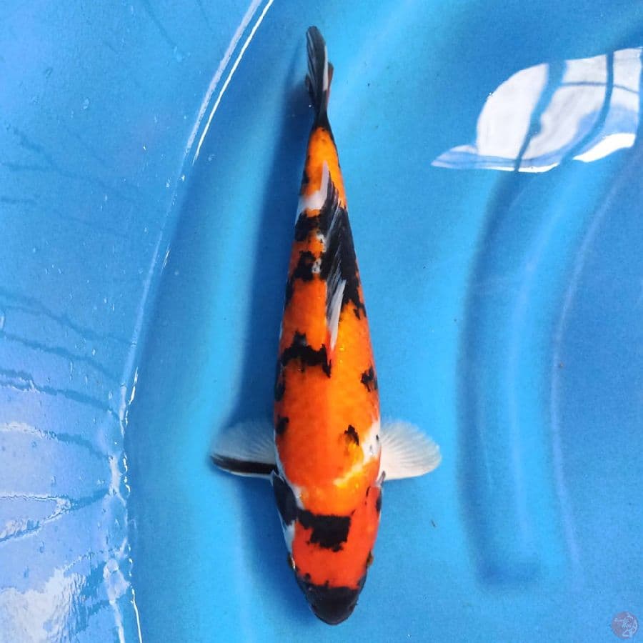 Showa Sansoku 30cm