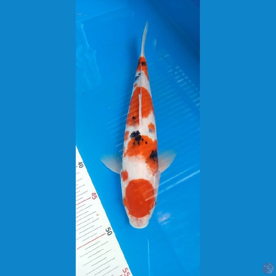 Maruten sanke 34cm male