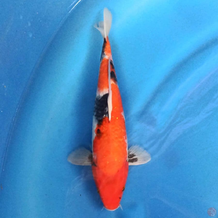Showa 29cm