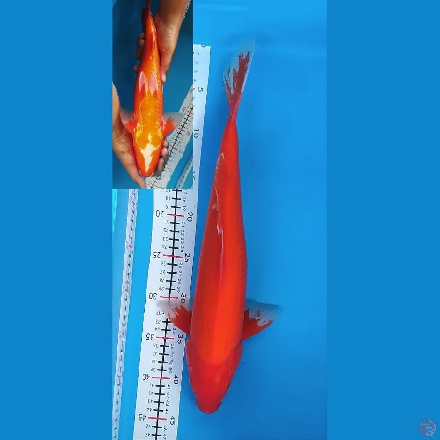 AKA HAJIRO 42CM MALE