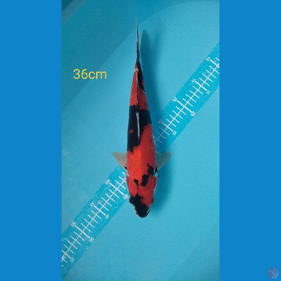 showa 36cm Male