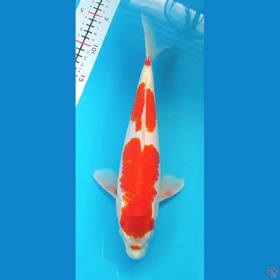 KOHAKU HIKARI 30 CM MALE