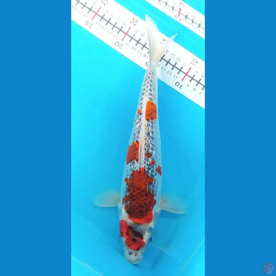 GOSHIKI GINRIN 31 CM FEMALE