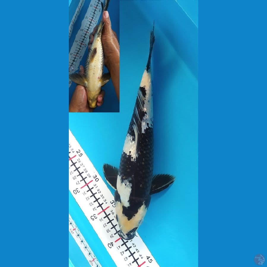 SHIRO GINRIN 33CM MALE