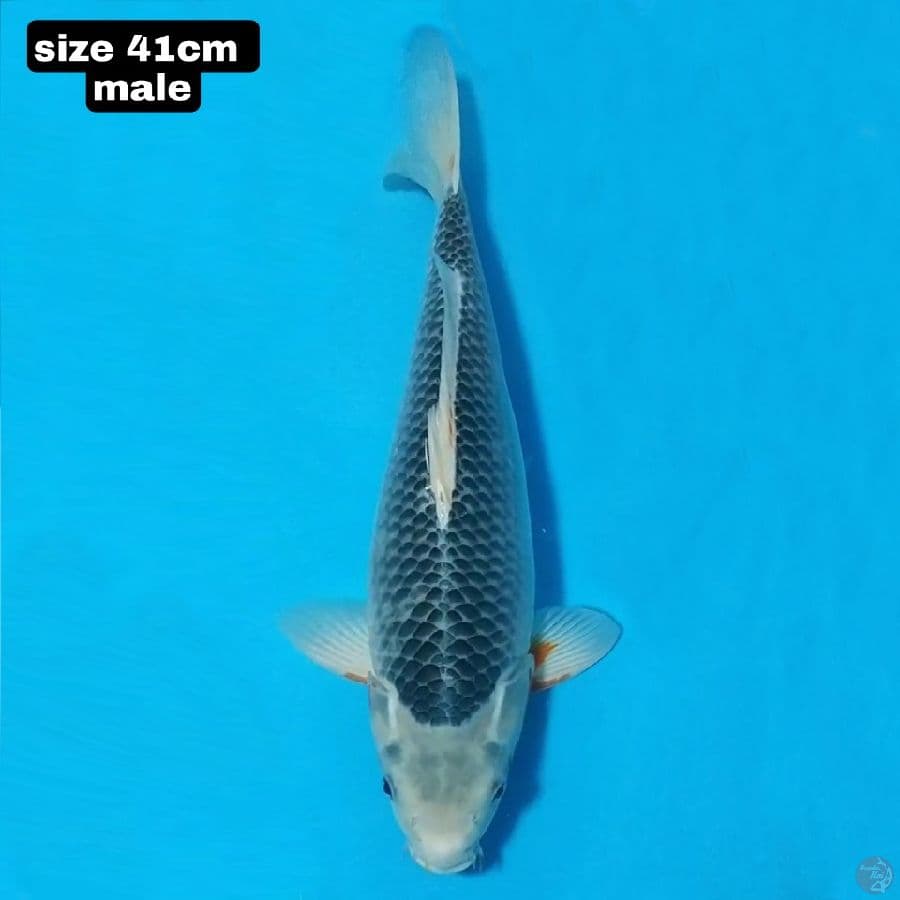 asagi HQ 41cm male