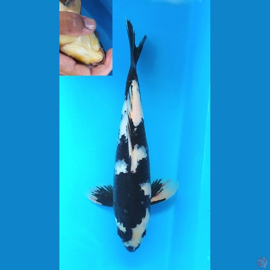 SHIRO 31 CM MALE