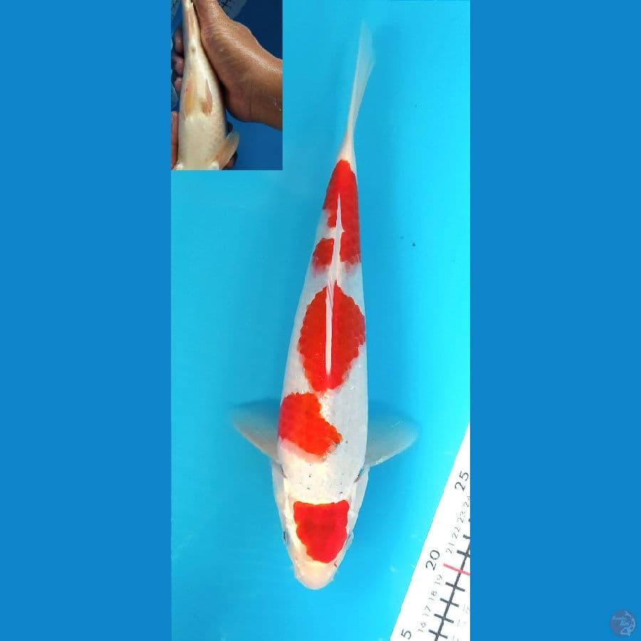 GOSHIKI 30 CM MALE