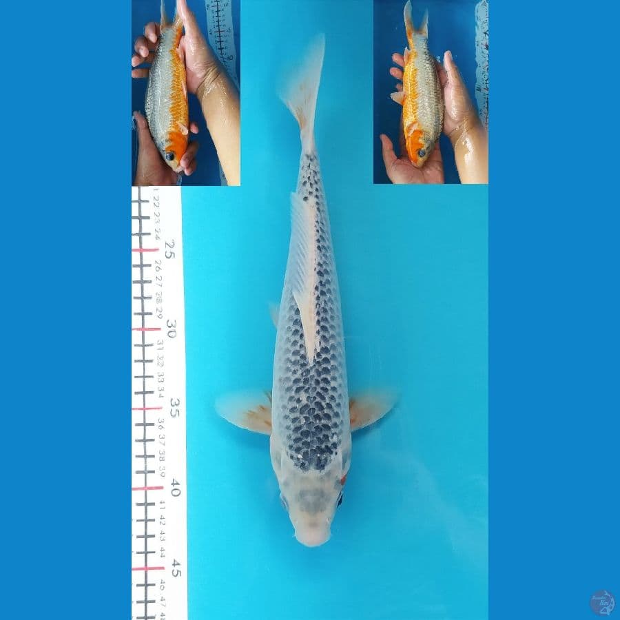 ASAGI 29CM MALE