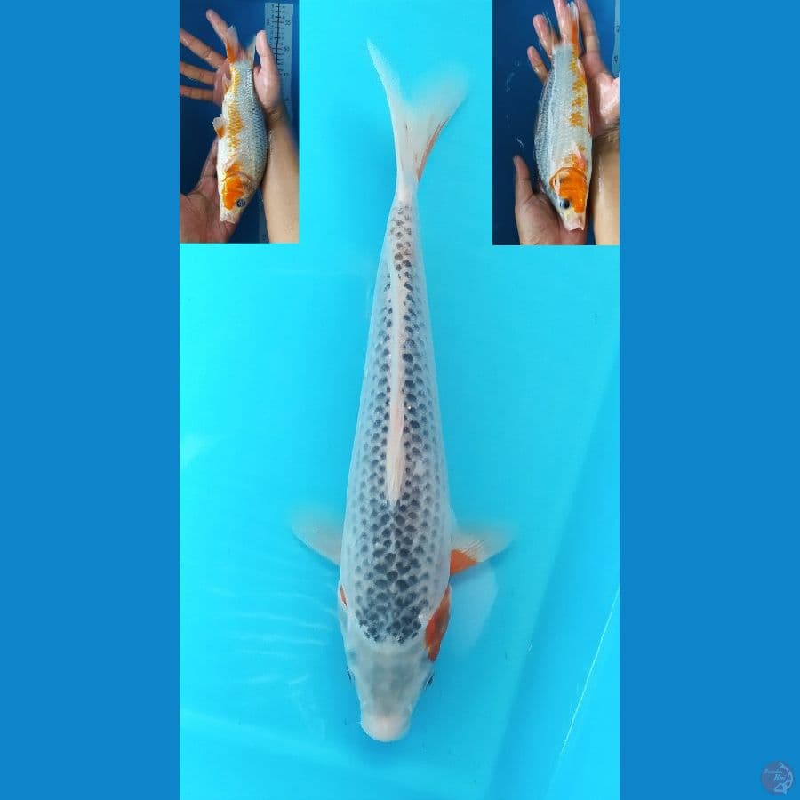 ASAGI 28CM FEMALE